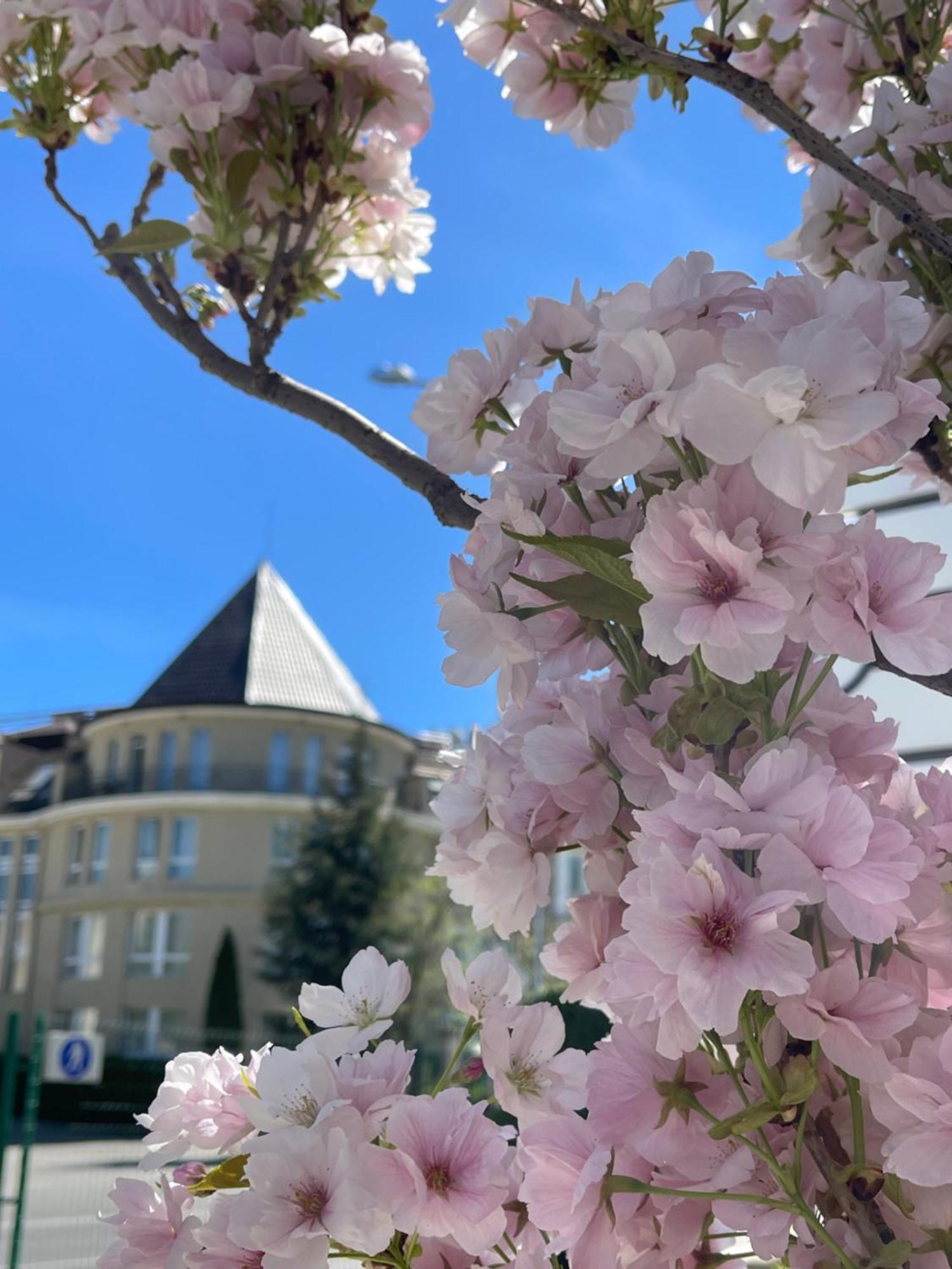 索菲亚之家酒店 索菲亞 外观 照片 Cherry blossoms in the neighborhood
